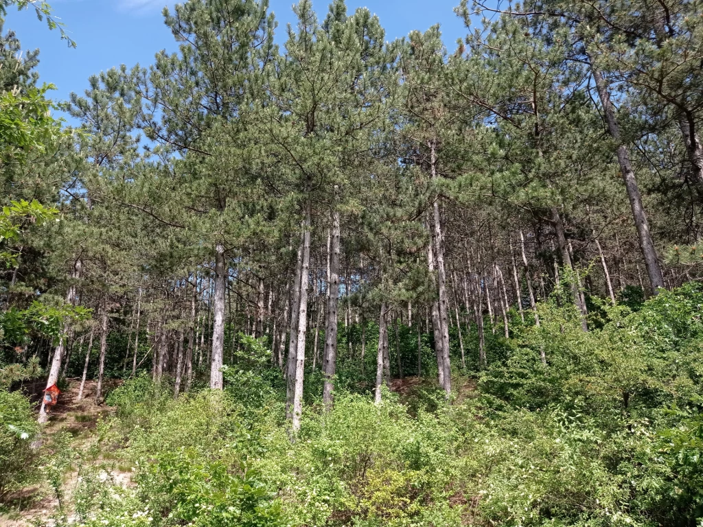 Eladó egyéb mezőgazdasági ingatlan, Litér, Litér