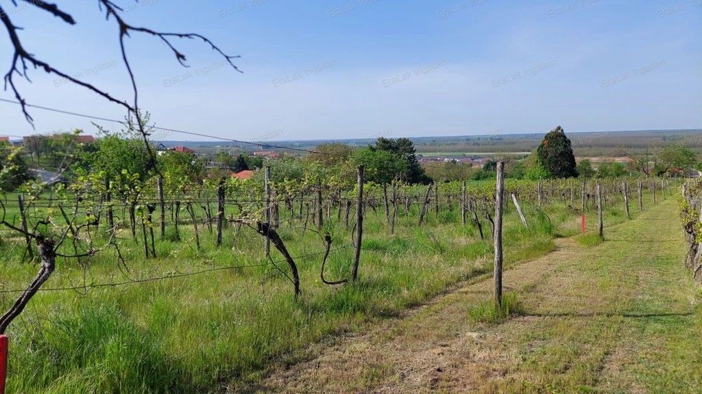 Befektetők, borbarátok figyelem! Szőlőültetvény eladó Győr-Ménfőcsanakon két hangulatos borospincével